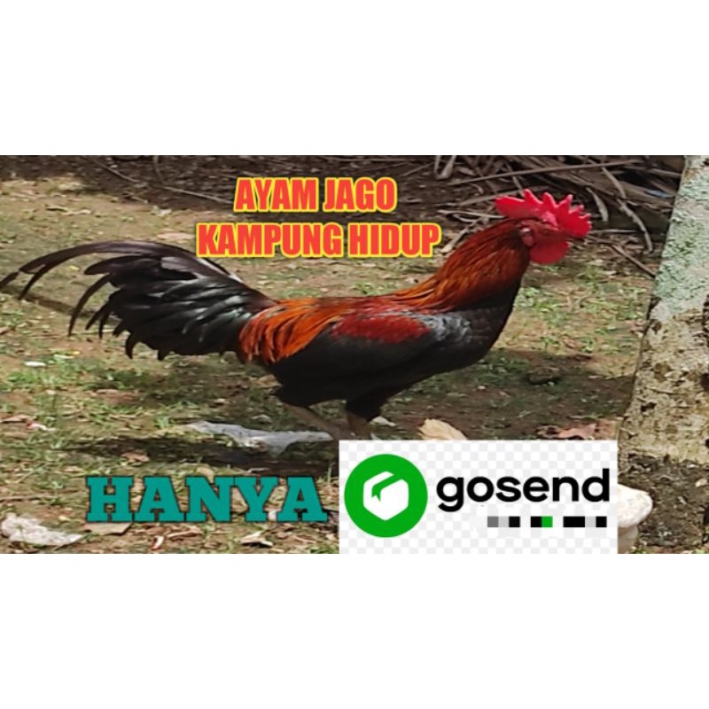 

Ayam kampung ASLI Hidup.
