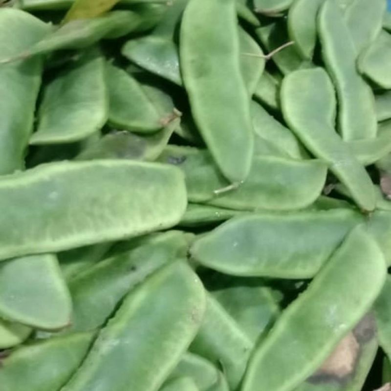 Benih Biji Koro Sayur 50 Biji Koro Plentes / Biji Sayur Koro / Benih Sayur Kara