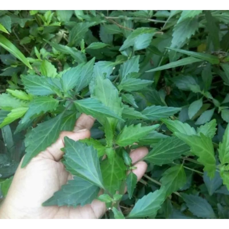 

Daun kumis kucing segar obat herbal (500gr)