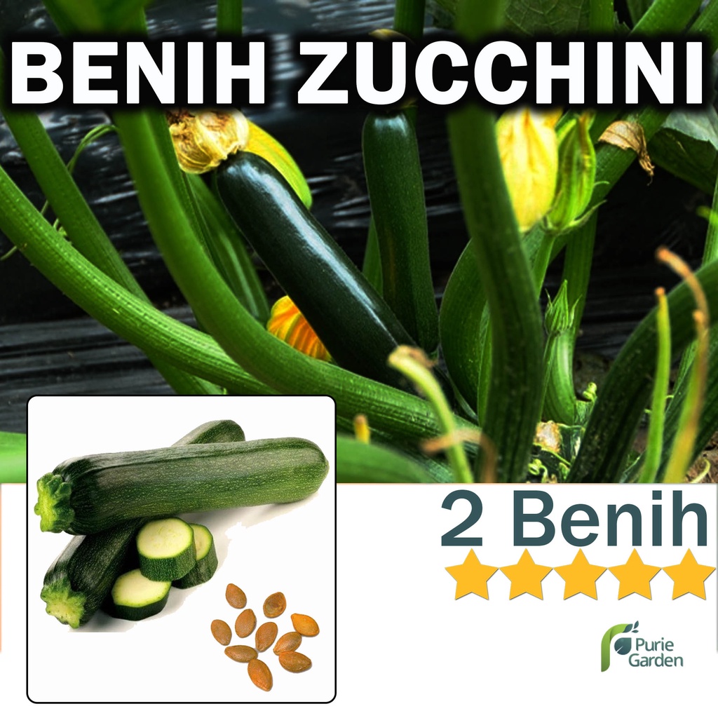Benih Bibit Zucchini 2 Benih Dua Ribuan PG KDR
