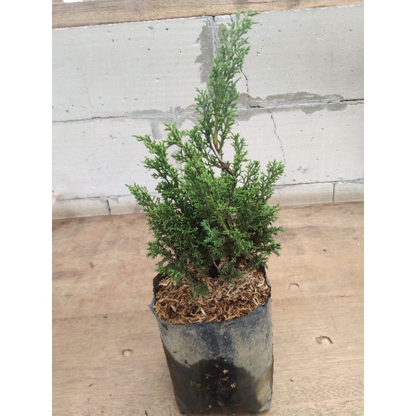 CEMARA SARGENTI JARUM