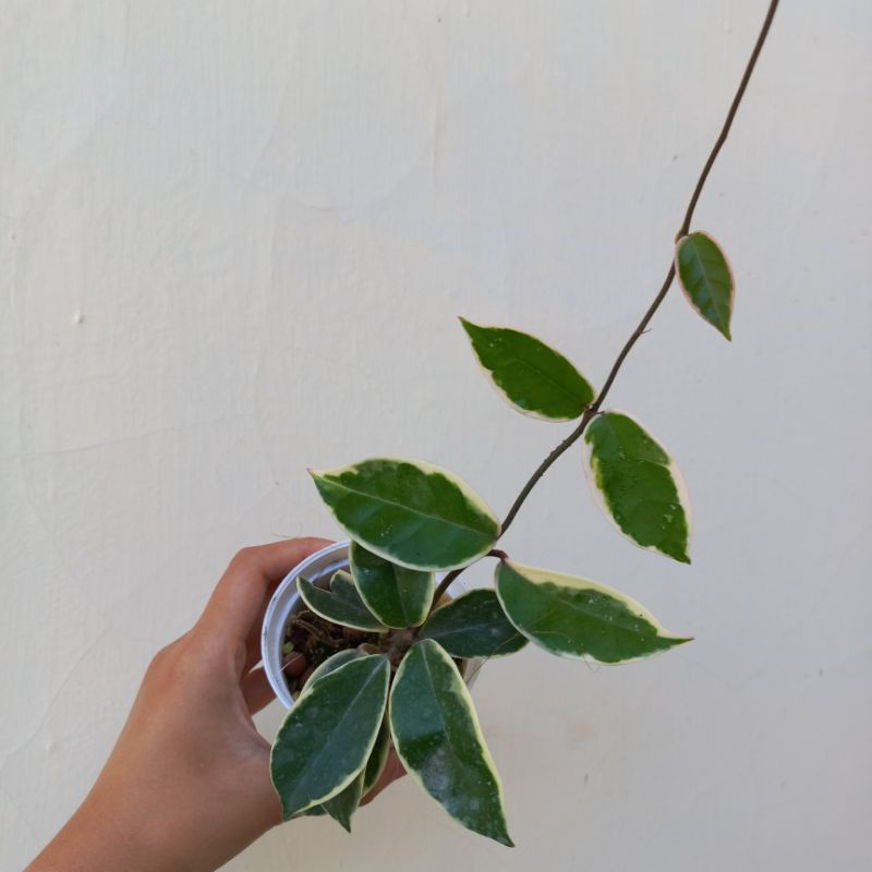 Hoya Krimson Queen / Hoya Carnosa Varigata / Tanaman Hias Gantung