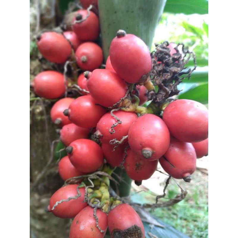 Buah pinang merah Jambe merah segar siap petik