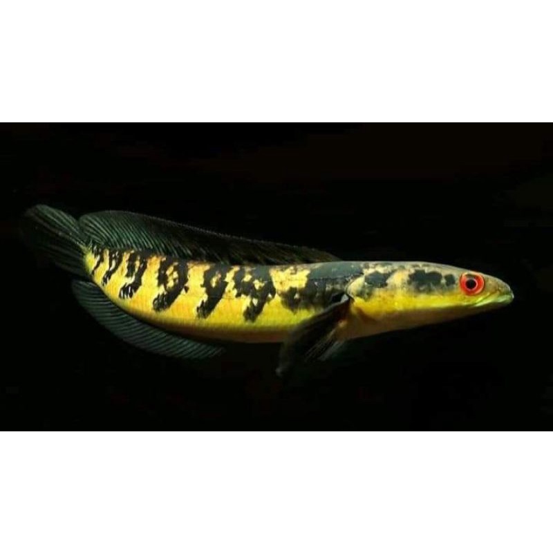 Channa Ys 17-19cm 20-23cm 14-15cm 11-13cm Channa yellow santarum