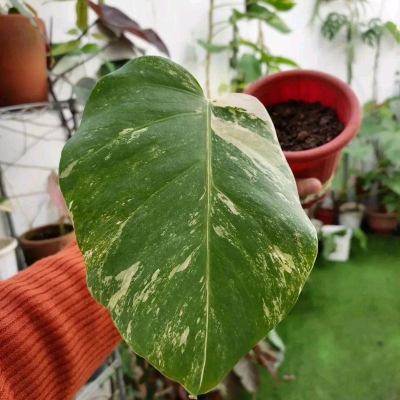 monstera Variegata / monvar / varigata