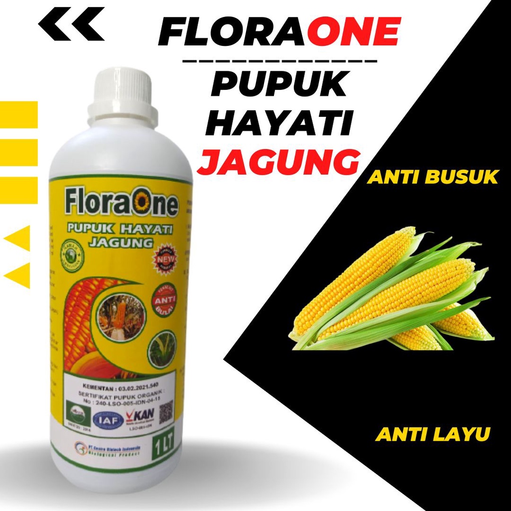 Pupuk Hayati Untuk Tanaman Jagung, Fungisida Hayati Untuk Penyakit Hawar Daun Jagung