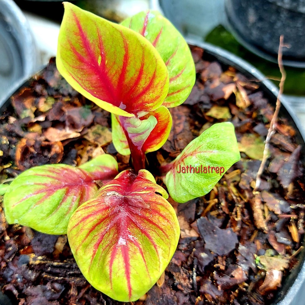 Caladium Jathulatrep  / Bunga jathulatrep/ Tanaman Hias Hidup/ Tanaman Hias Murah Meriah/ Tanaman Hi