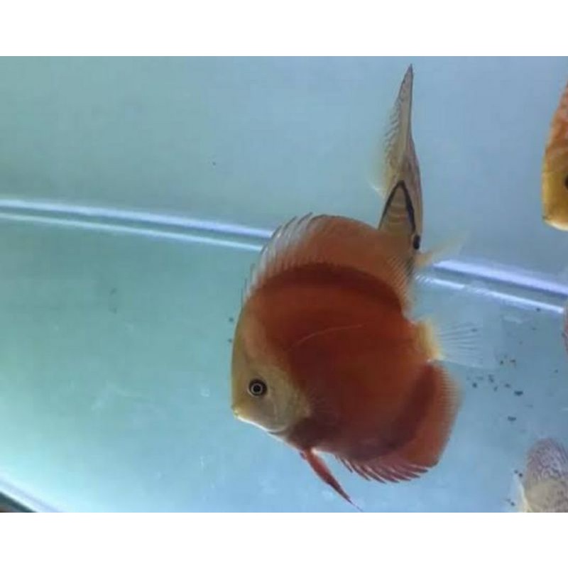 discus sun merah