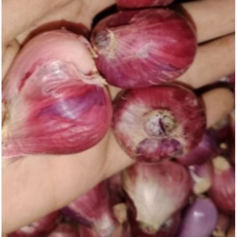 

bawang merah 1kg