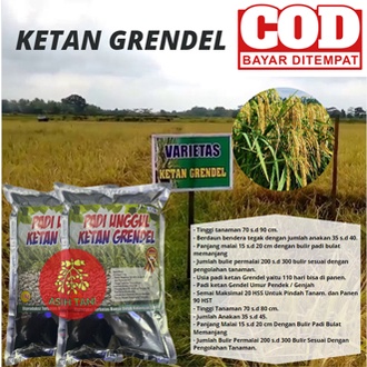 Benih Padi Ketan Grendel/Ketan Putih 1kg Berkualitas
