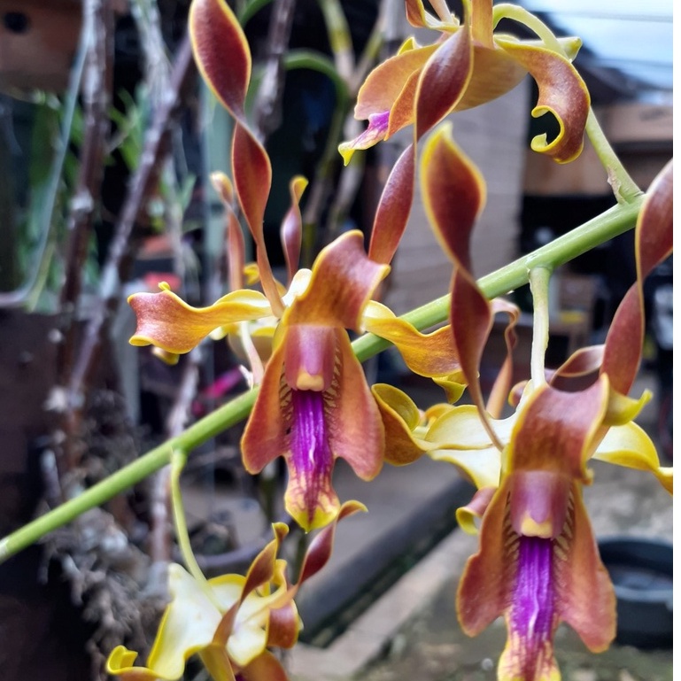 [ REMAJA ] Dendrobium lasianthera: Anggrek Keriting Eksotis dari Papua dengan Daya Tahan Tinggi