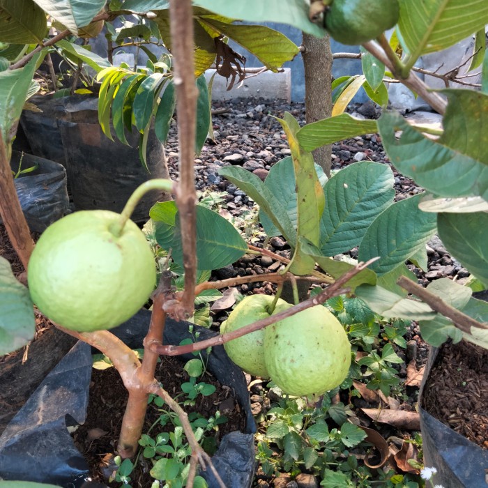 tanaman buah jambu kristal GG22