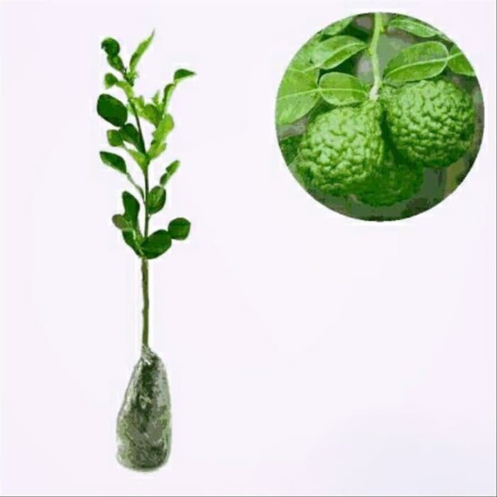 Bibit Tanaman Pohon Jeruk Purut Hasil Okulasi Jaminan Asli FF11