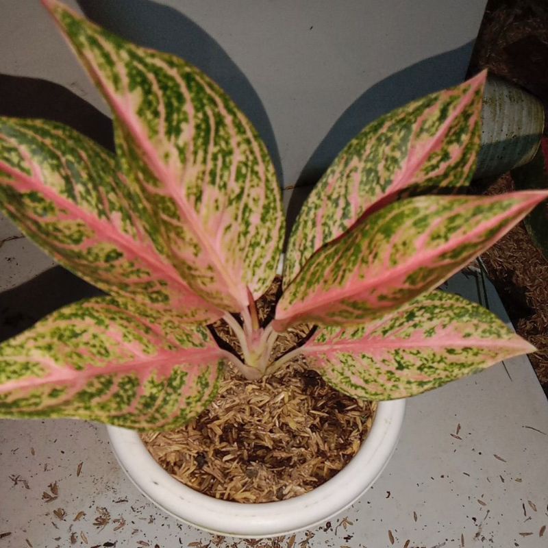 tamara aglaonema