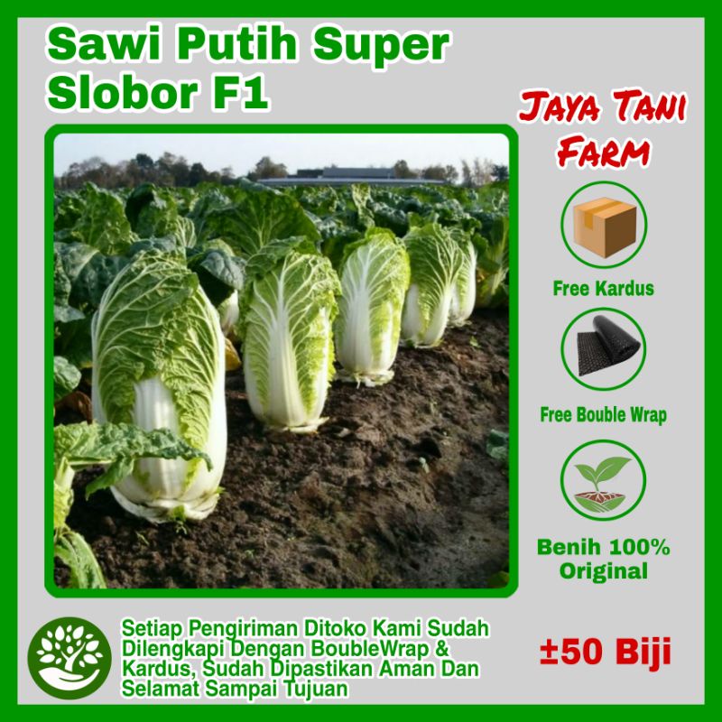 50 Biji Benih Sawi Putih Sawi Slobor F1 / Bibit Tanaman / Benih Sayuran / Benih Sayuran / Benih Sawi