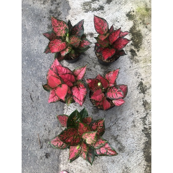 Aglaonema Dud Anjamani rumpun 2