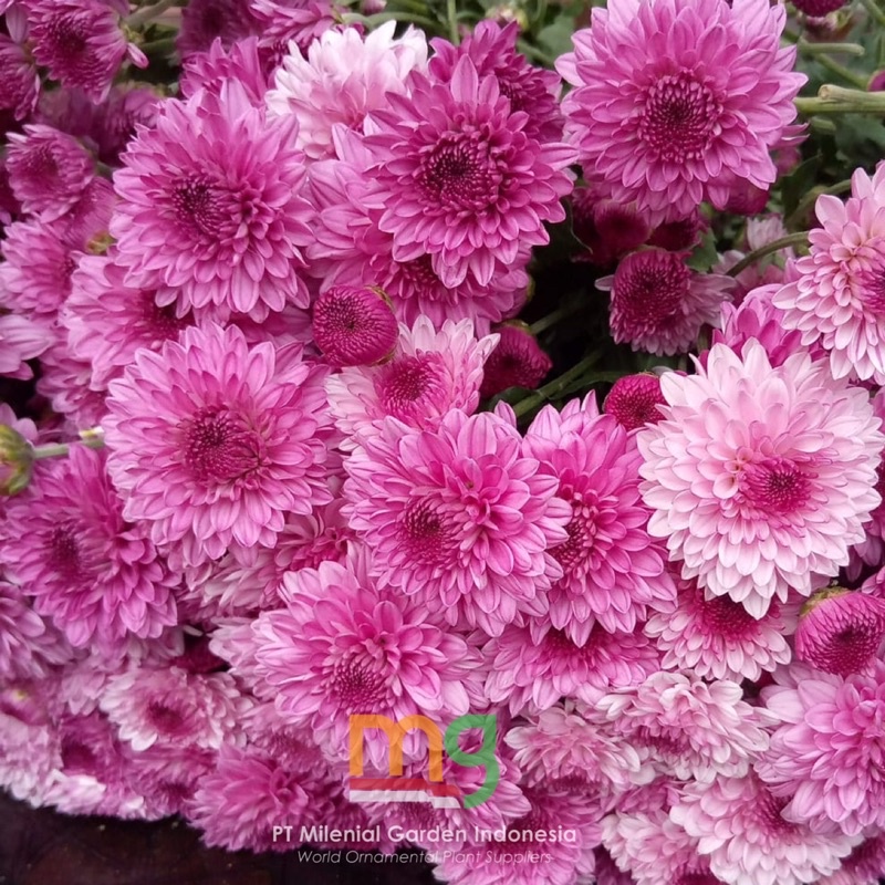 Jual Bunga Potong Aster Lolipop Ungu Bunga Potong Bahan Bouquet Ini Tangkai Shopee Indonesia