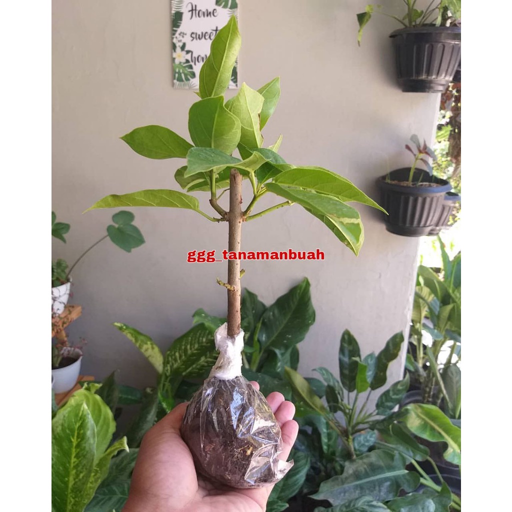 Bibit Pohon Cincau Super Asli