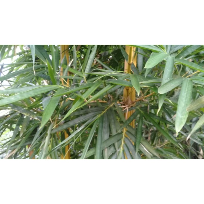 

Daun bambu kuning segar 250 gram
