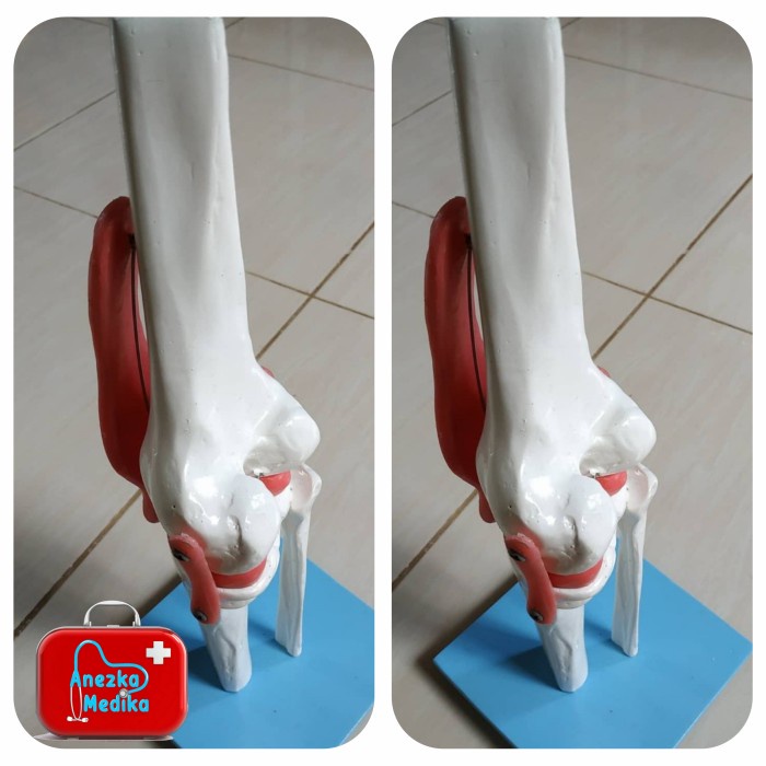 PHANTOM MANEKIN / MANIKIN TULANG OTOT LUTUT