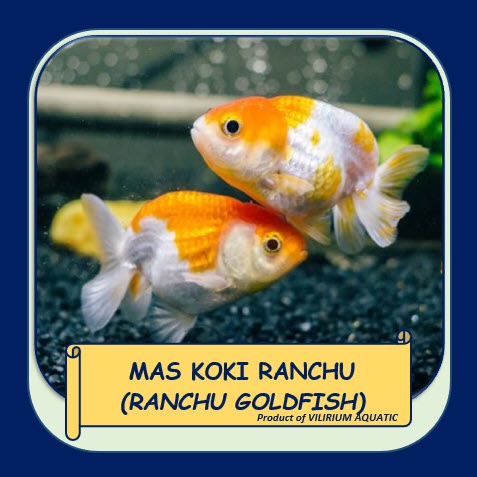 IKAN HIAS AIR TAWAR - MAS KOKI RANCHU / RANCHU GOLDFISH (±4cm)