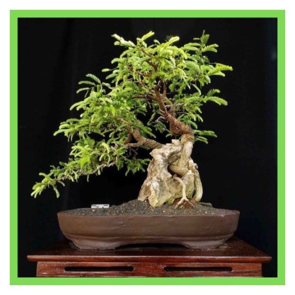 bibit pohon asem Jawa / asam jawa (bisa bahan bonsai) bisa cod