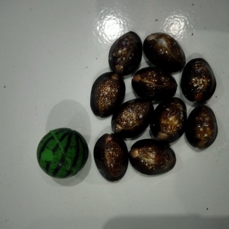 permainan bekel 1 set dari kerang kuwuk