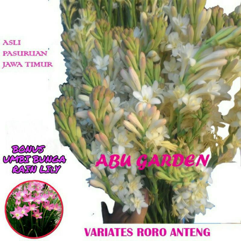 1  kilo umbi Bunga Sedap Malam Termurah di Shopee