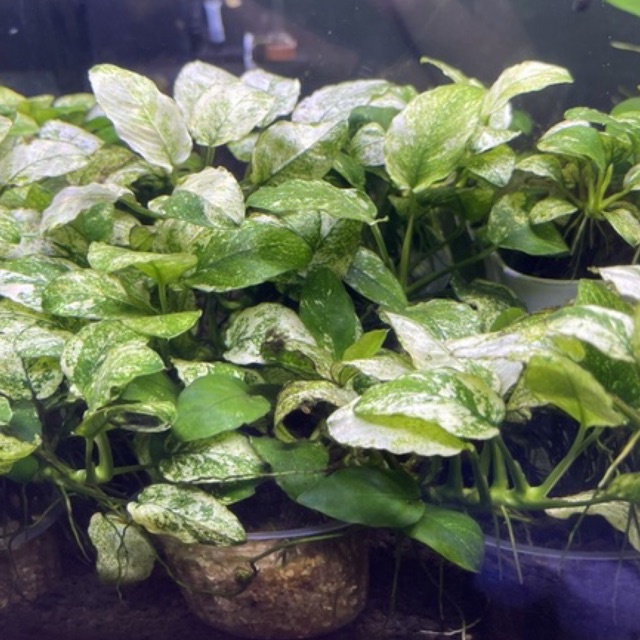 ANUBIAS PINTO TANAMAN  aquascape anubias pinto, anubias nana anubias petit anubias jumbo anubias ful