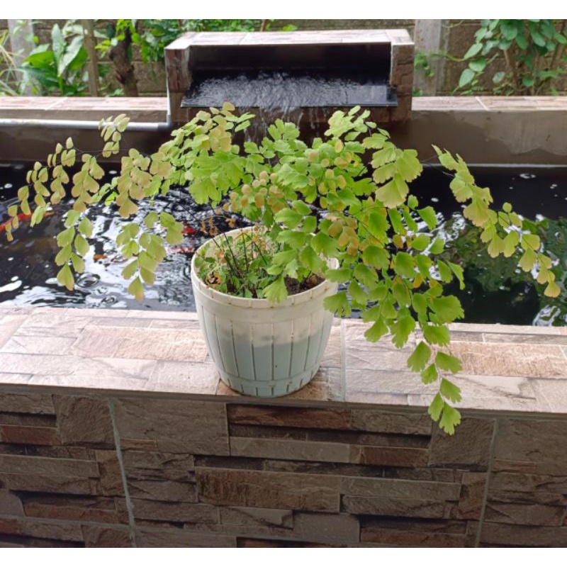 Tanaman Hias Suplir Daun Kecil