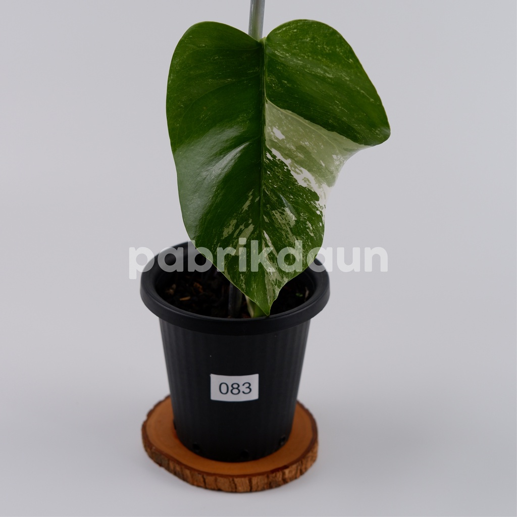 REAL PIC #83 Monstera Variegata Marble | Monvar Albo Varigata