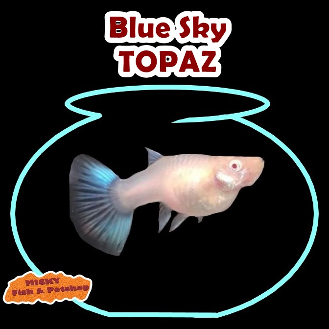 BETINA Blue Sky Topaz Guppy Indukan Grade