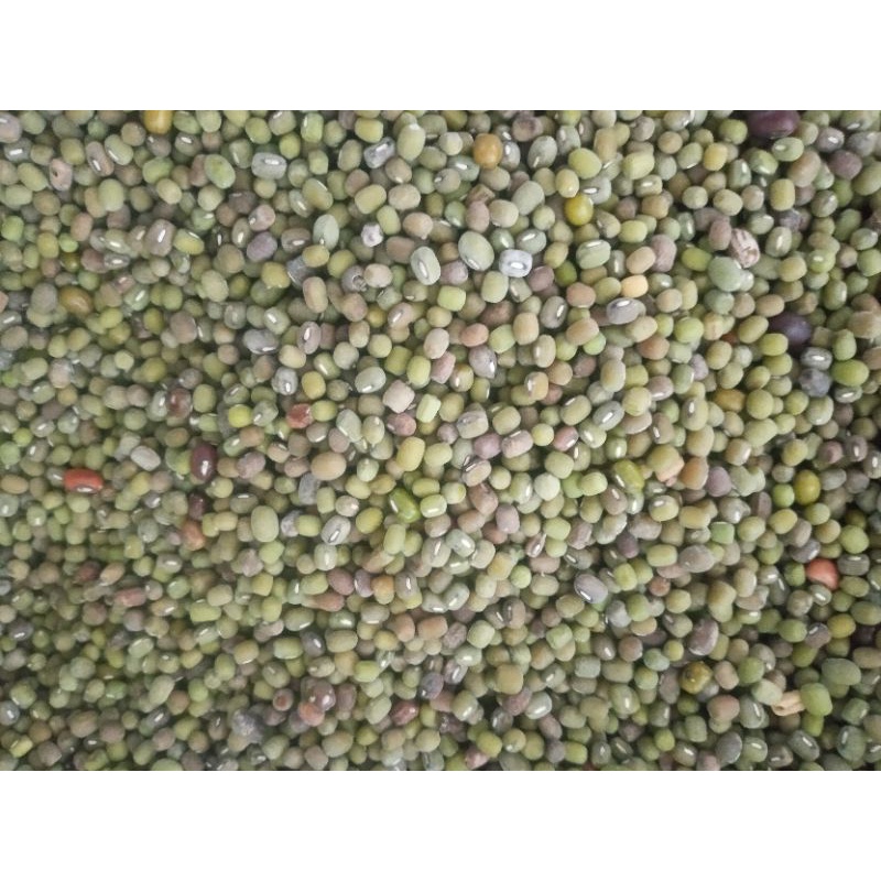 

kacang ijo tauge