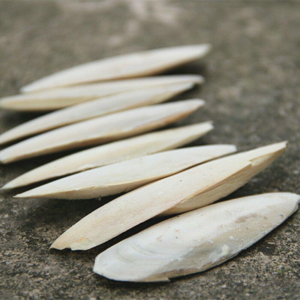 Solighter 20Pcs Cuttlefish Bone Snails Kalsium Kunyah Burung Cuttlebone