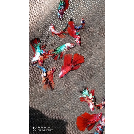 halfmoon Nemo koi/galaxy/multi