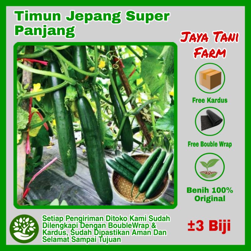 3 Biji Benih Timun Jepang Panjang  / Benih Sayuran / Bibit Sayuran / Biji Sayuran / Biji Timun / Ben