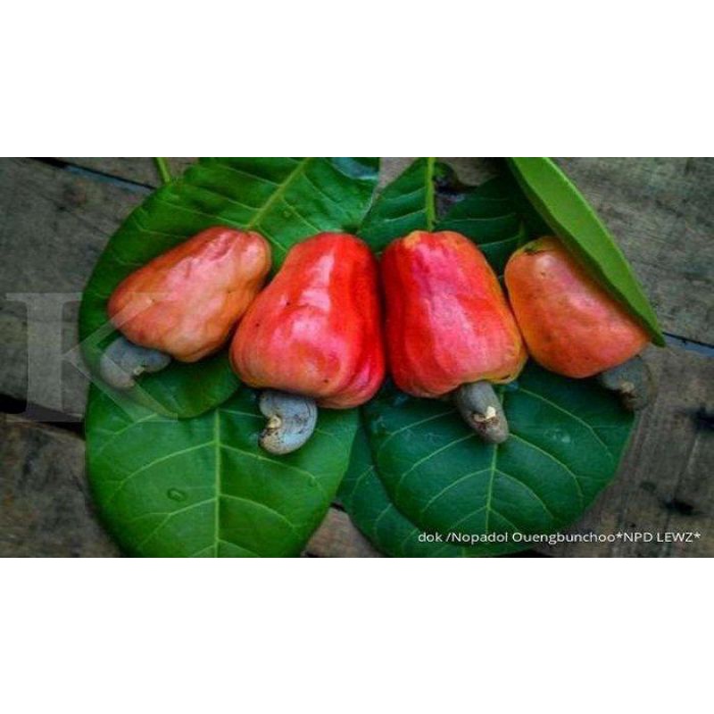 

buah jambu mete/mede 1kg