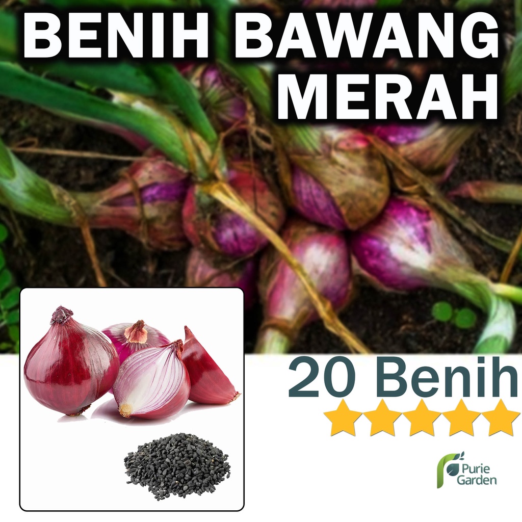 Benih Bibit Bawang Merah 20 Benih Dua Ribuan PG KDR