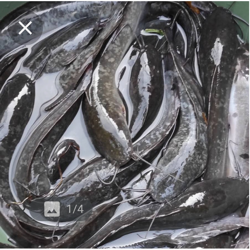 

IKAN LELE FRESH 500 gram