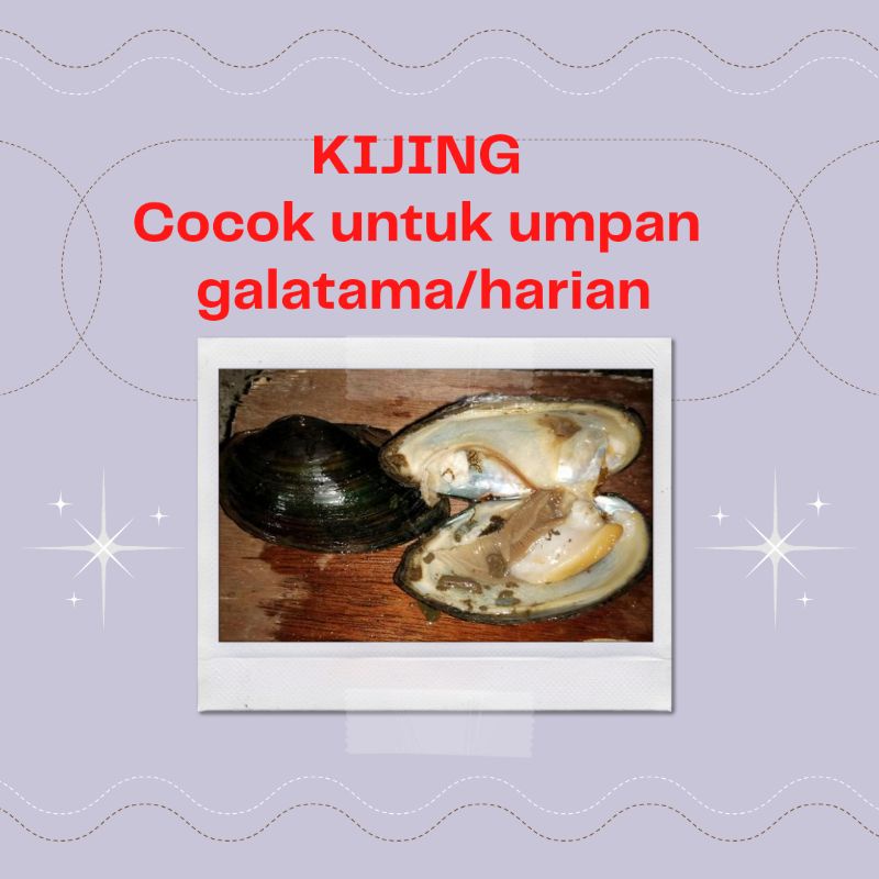 kijing air tawar