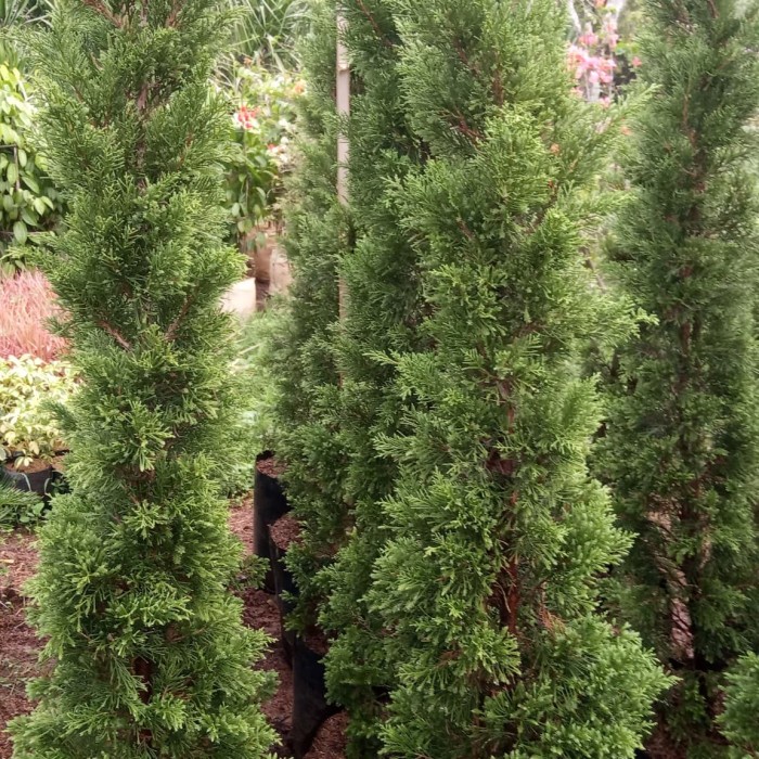 pohon cemara lilin 2 meter