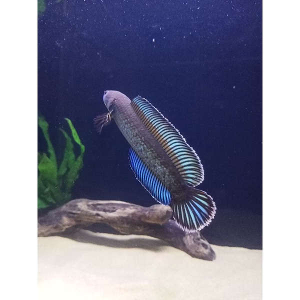 ANDRAO 5cm ( 15ekor )