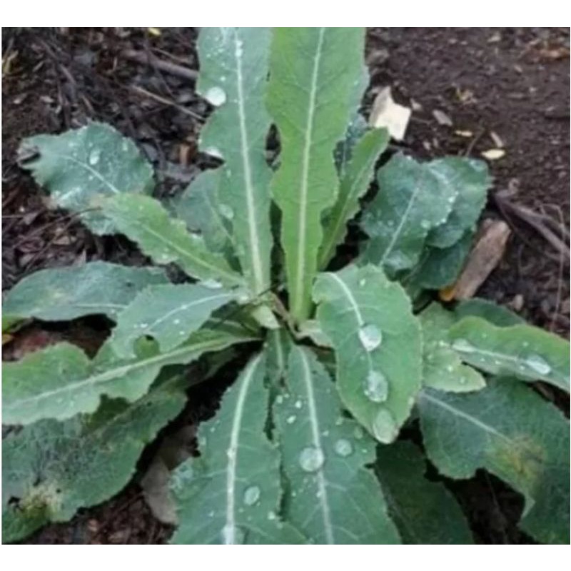 

Daun tempuyung segar (500gr)