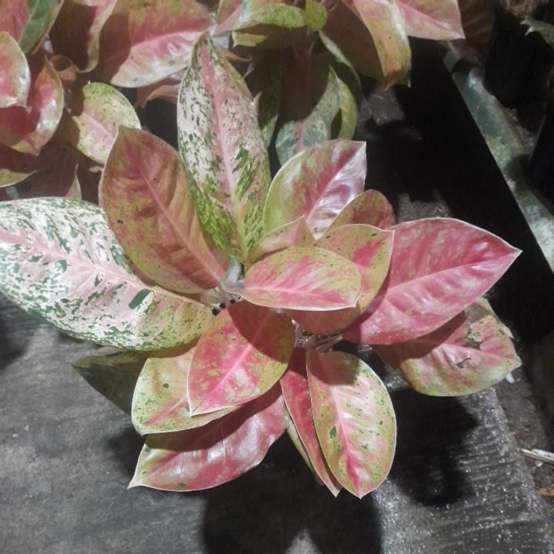 aglonema big roy rumpun 4-7