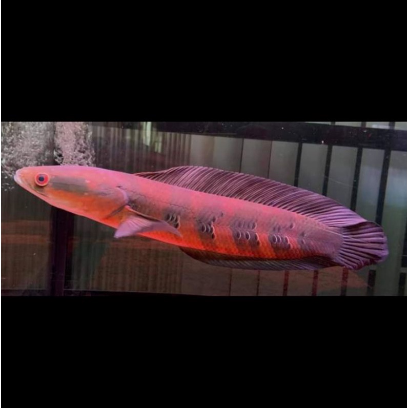 Red barito size 5-8 cm (cb)