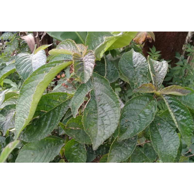 

Daun kejibeling segar perlembar