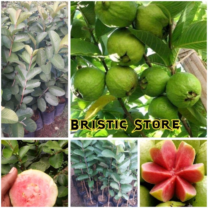 Tanaman Bibit Jambu Kristal Merah Red Diamond GG22