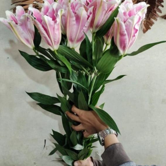 bunga Lily casablanca