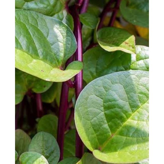 Daun binahong merah