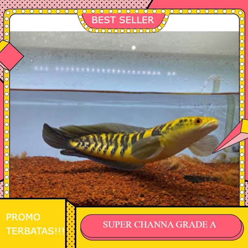 HIASAN HIDUP AQUARIUM CHANNA ASIANTICA YS 4-5CM GRADE A SUPER